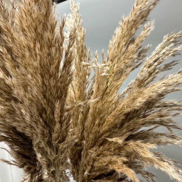Reed ondulata naturale - immagine 2
