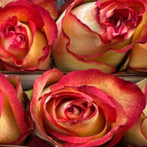 Rosa flame iguazu