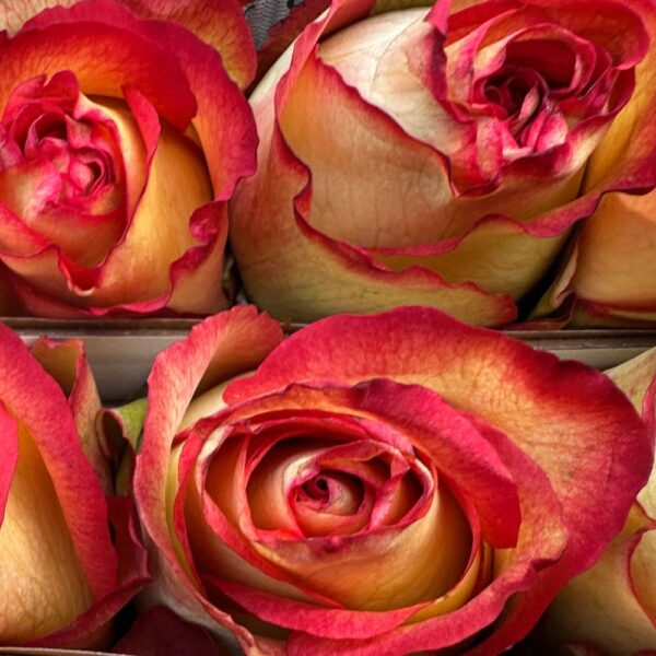 Rosa flame iguazu