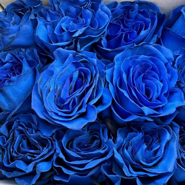Rosa blue mondial