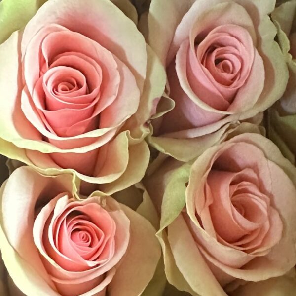 Rosa absolut in pink