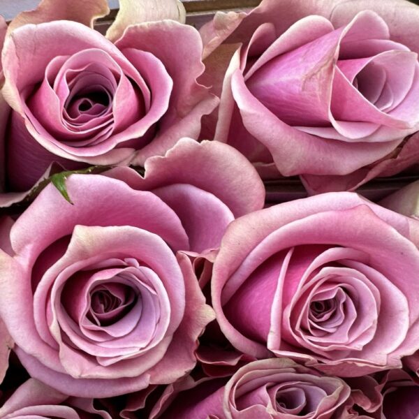 Rosa prime time - immagine 4