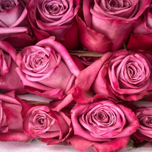 Rosa moody blues