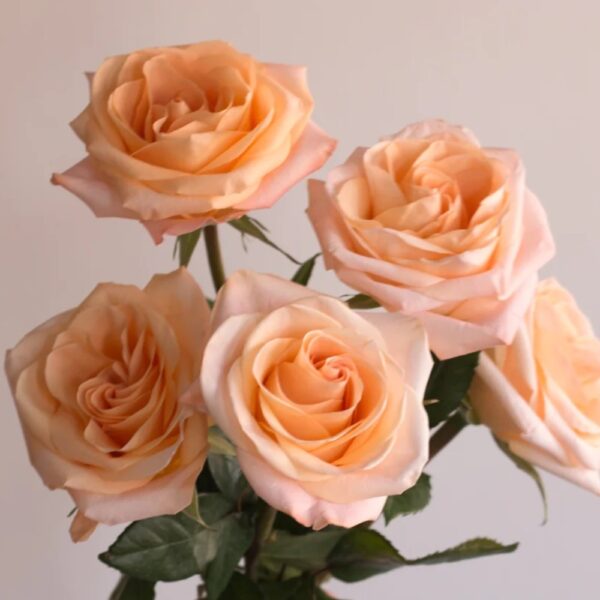 Rosa peach tiffany