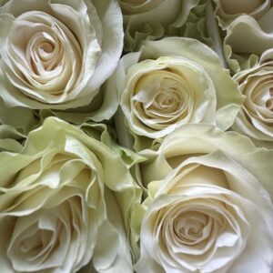 Rosa white mondial
