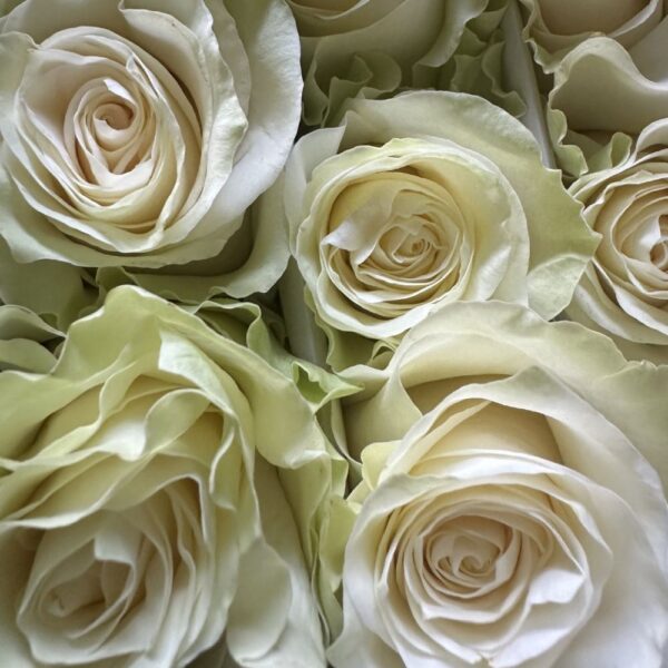 Rosa white mondial