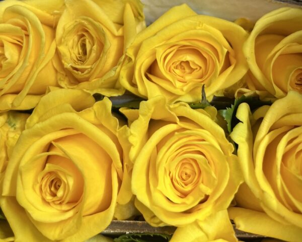 Rosa country sun - immagine 5