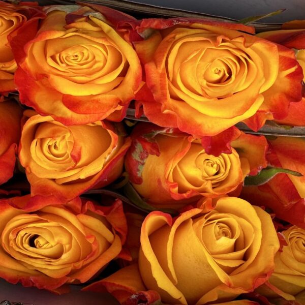 Rosa intense - immagine 4