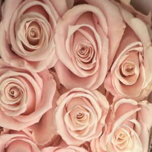Rosa sweet escimo