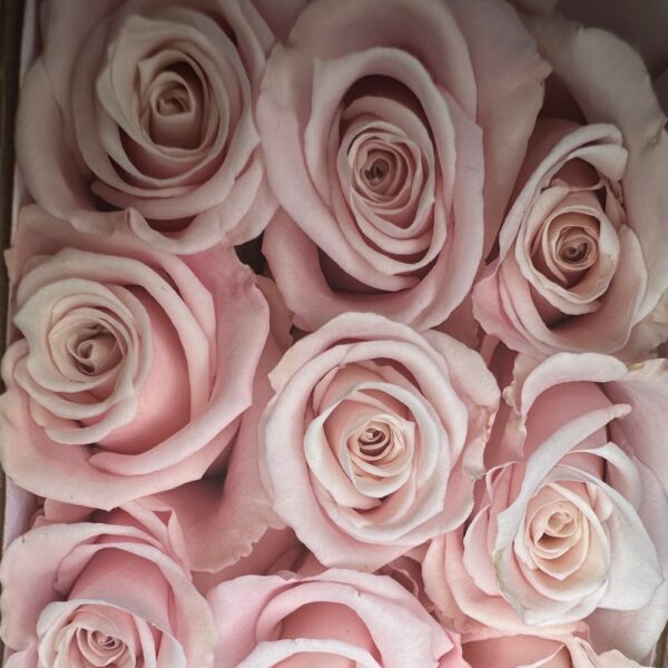 Rosa sweet escimo - immagine 2