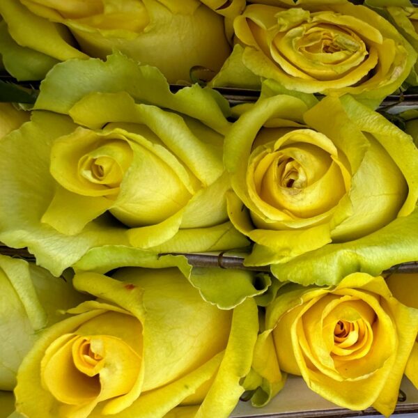 Rosa tara
