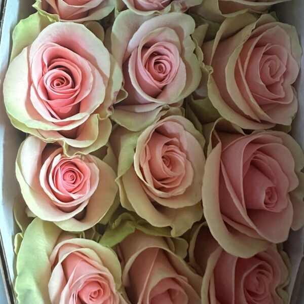 Rosa absolut in pink - immagine 4