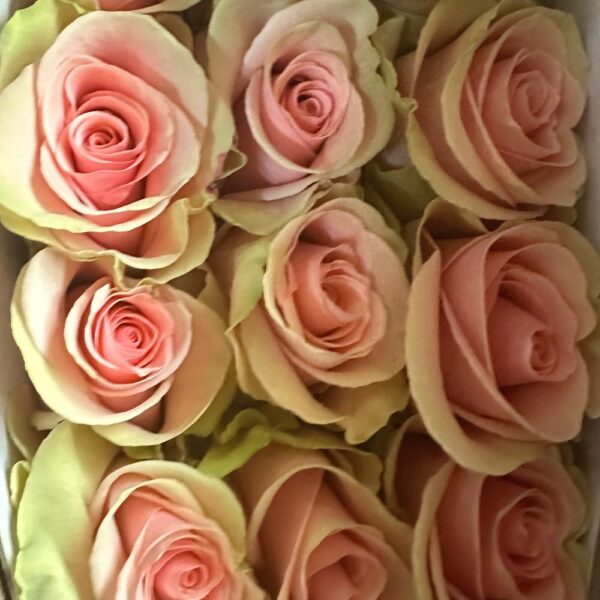 Rosa absolut in pink - immagine 3