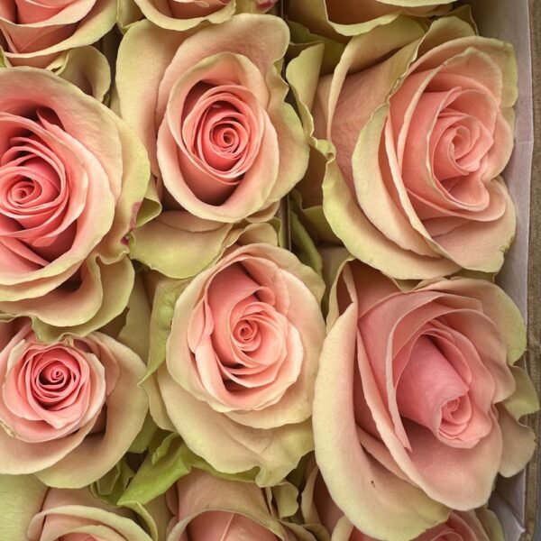 Rosa absolut in pink - immagine 2