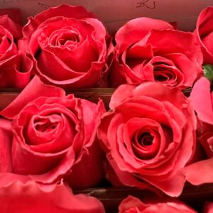 Rosa full monty