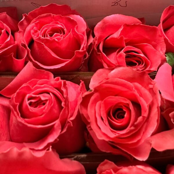 Rose full monty