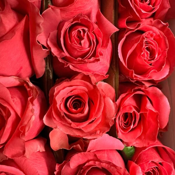 Rose full monty - Image 2