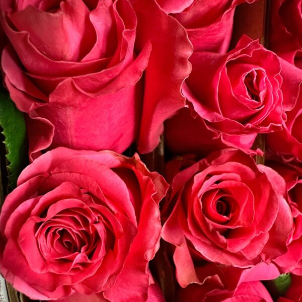 Rose full monty - Image 4