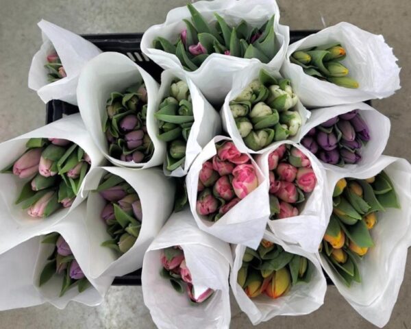 Tulipani assortiti - immagine 2