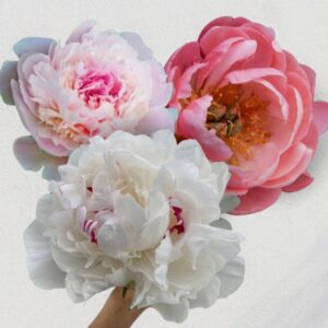 Peonie assortite