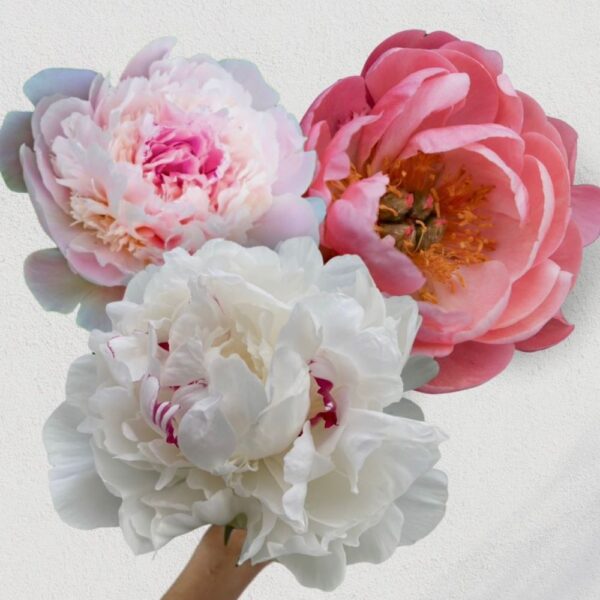 Peonie assortite