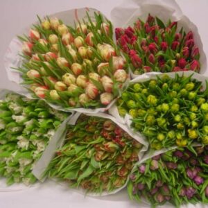 Tulipani assortiti