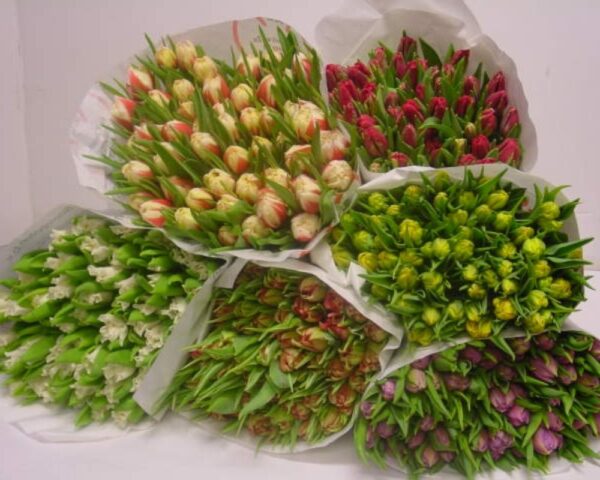 Tulipani assortiti