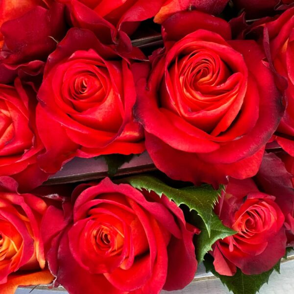 Rosa atomic - immagine 2
