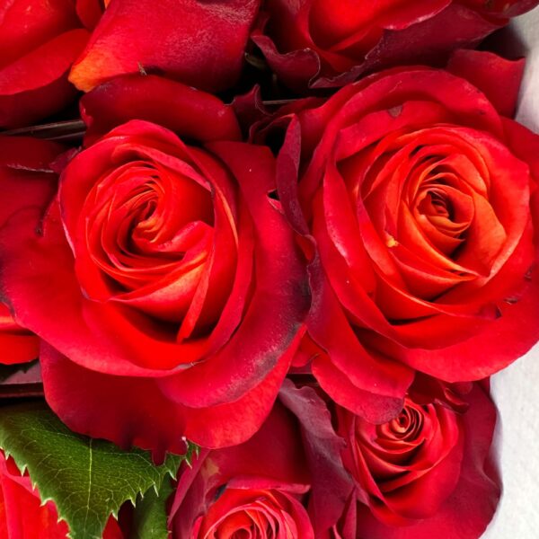 Rosa atomic