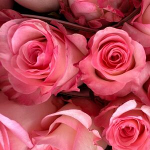 Rosa boulevard