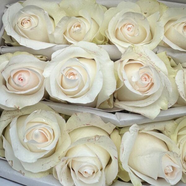 Rose bridal akito