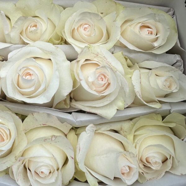 Rose bridal akito - Image 2