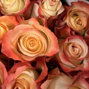 Rosa cabaret