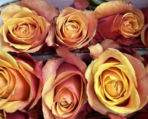 Rosa cherry brandy - immagine 2