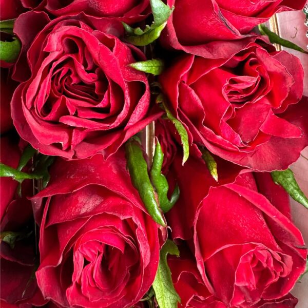 Rosa cleopatra - immagine 4
