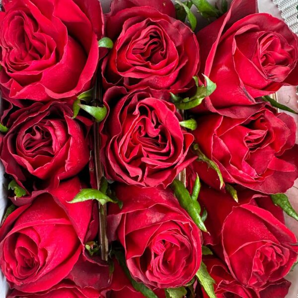 Rosa cleopatra - immagine 3