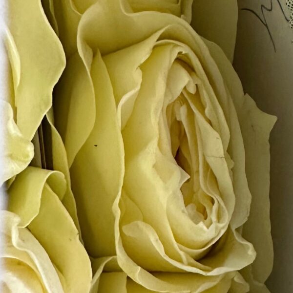 Rosa cold play - immagine 2