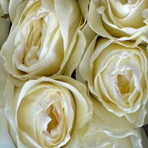 Rosa cold play