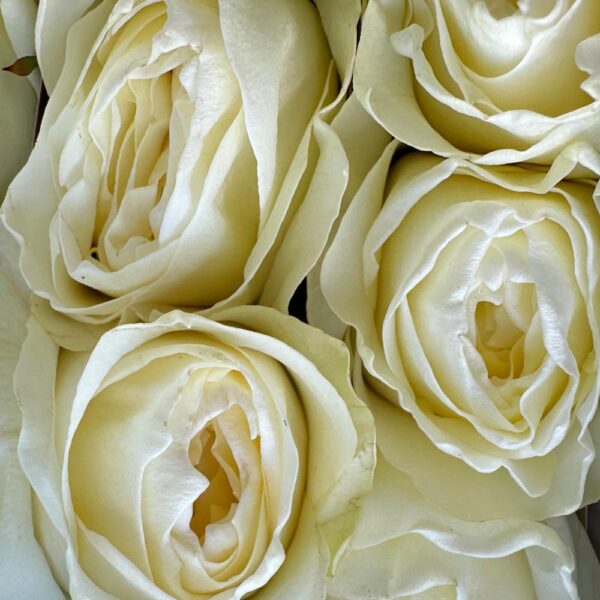 Rosa cold play