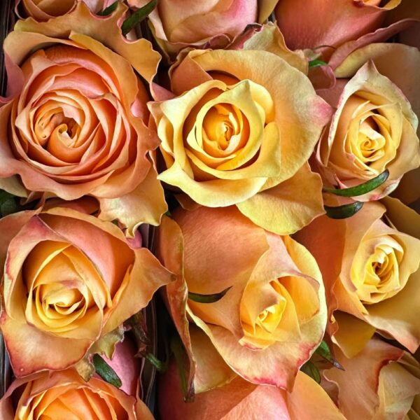 Rosa copperfield - immagine 3