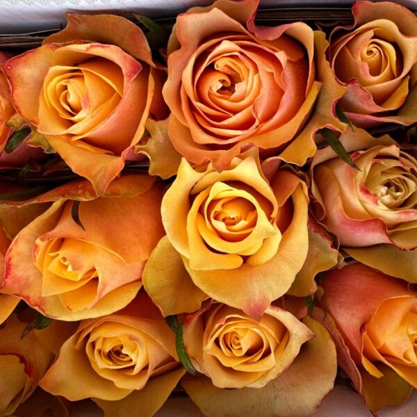 Rosa copperfield - immagine 2