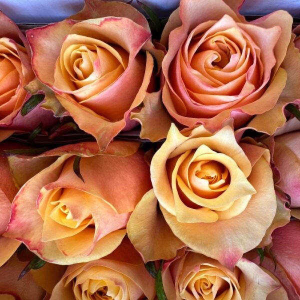 Rosa copperfield