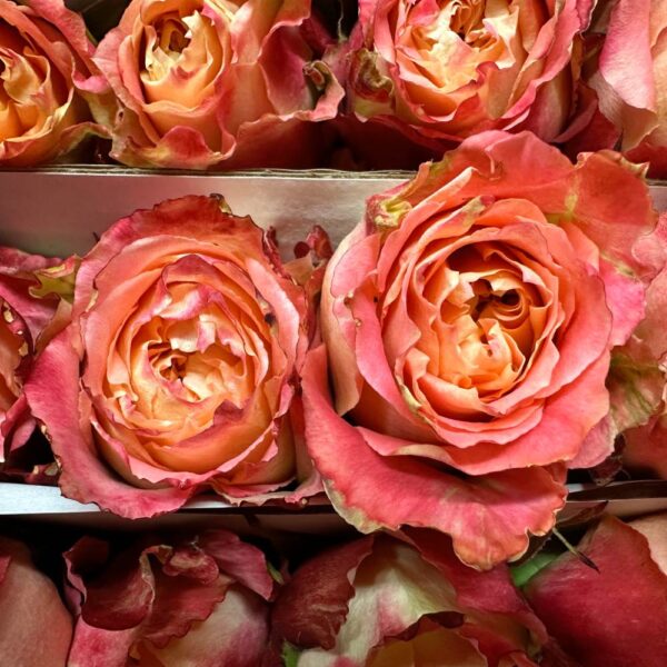Rosa country louis