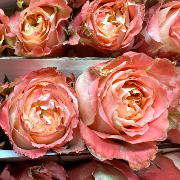 Rosa country louis - immagine 2