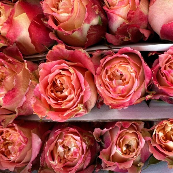 Rosa country louis - immagine 3