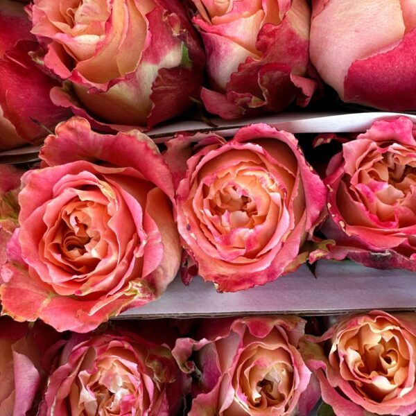Rosa country louis - immagine 4