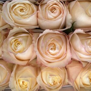 Rosa cream xpression