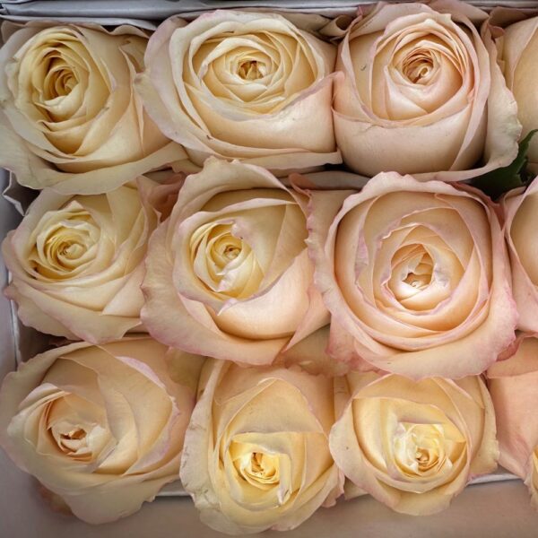 Rosa cream xpression - immagine 2