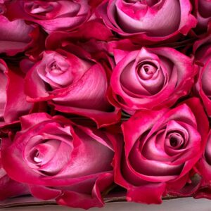 Rosa deep purple