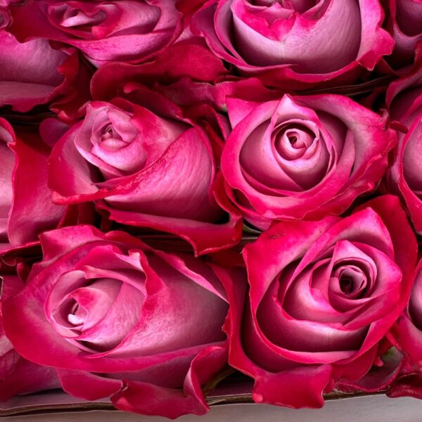 Rosa deep purple